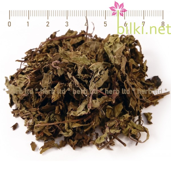 ортосифон билка, бъбречен чай, джава чай, Orthosiphon stamineus, Lamiaceae