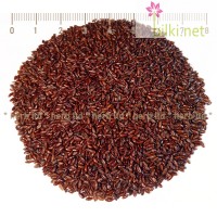 Псилиум, Черен Хуск Фибри – семена от Индийски живовлек, Psyllium Nigrum Husk