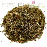 вербена , върбинка , желязна трева , verbena officinalis