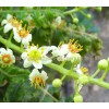 Boswellia serrata, Натурален тамян, лечение с тамян, индийски тамян цена