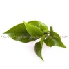 зелен чай сенча билка, сенча чай цена, сенча чай действие, Зелен чай сенча за отслабване
