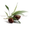 маслина лист, рецепти за чай от маслинови листа, маслинови листа цена