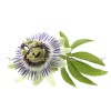 пасифлора, passiflora incarnata, часовниче стрък, Пасифлора мнения