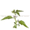 Althaea officinalis, медицинска ружа небелен корен, ружа корен лечение, Медицинска ружа цена