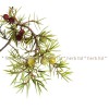 хвойна червена, хвойна плод, Juniperus oxycedrus, всичко за билката хвойна