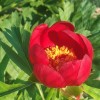 paeonia peregrina, божур червен, божур цвят, божур ползи