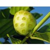 нони, Morinda citrifolia, нони антиоксидант, нони плод цена