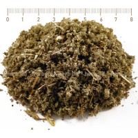 Салвия лист – Градински чай, Salvia officinalis L.