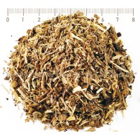 Ангелика Европейска корен – Лечебна пищялка, грип и кашлица, Angelica archangelica L.