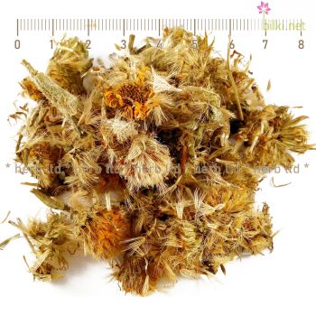 арника мексиканска, arnica mexicana, арника цвят, арника ползи