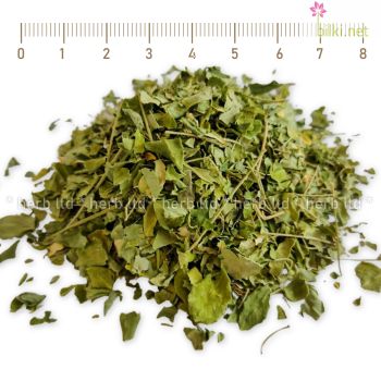 моринга чай, ронен лист, имуните, моринга цена, moringa, Moringa oleifera