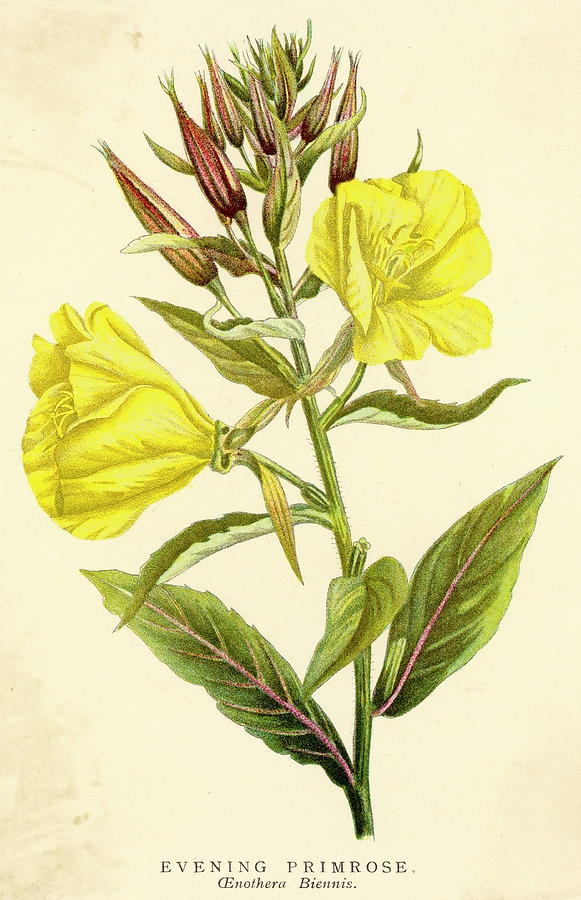 Вечерна иглика Oenothera biennis