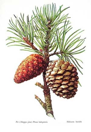 Pinus halepensis, Pine Alepo, Pine Allepo, Алепски бор, Рецинов бор